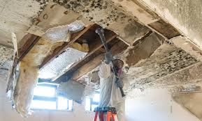 Best Commercial Mold Inspection in Garden View, PA